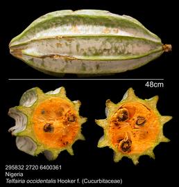   Fruit:   Telfairia occidentalis ; Photo by G. Bartman, USDA APHIS PPQ, imageID.idtools.org
